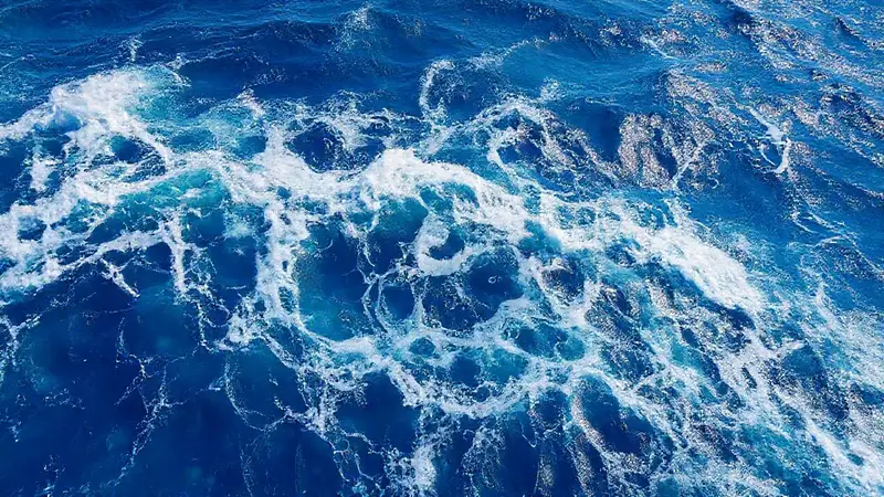 Corrientes oceánicas energéticas y vida marina diversa