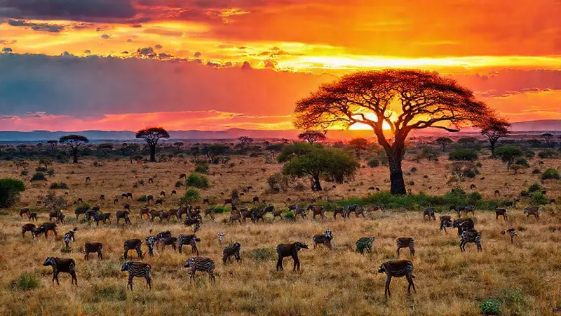 Sabana africana vibrante con animales al atardecer