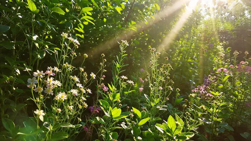 Jardín florecido lleno de vida y luz