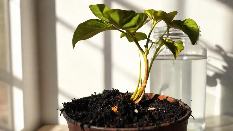 Planta marchita en una habitación iluminada