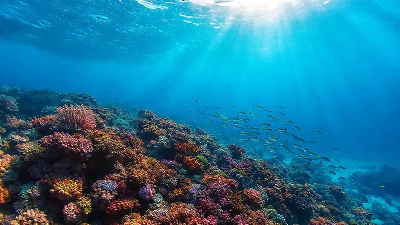 Escena submarina vibrante con corales y peces