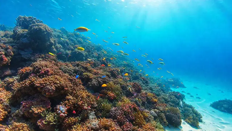 Un vibrante arrecife de coral y vida marina