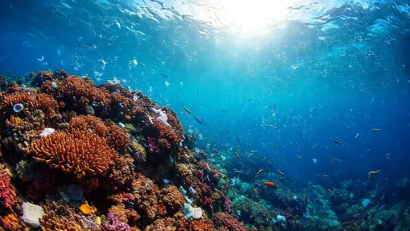 Arrecifes de coral vibrantes y conservación esperanzadora