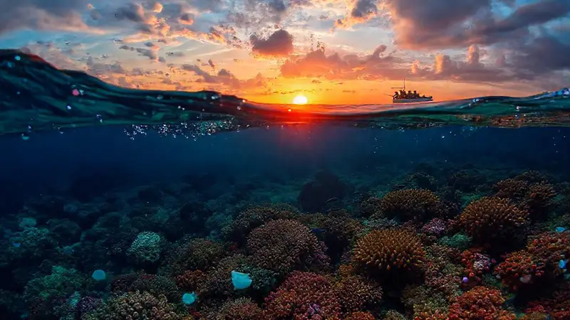 Coral reef en peligro y esperanza futura