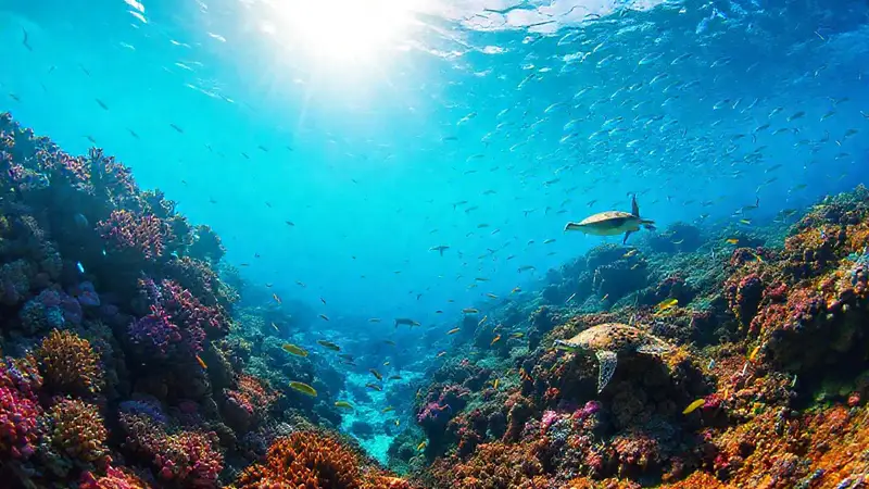 Arrecifes de coral vibrantes y biodiversidad marina