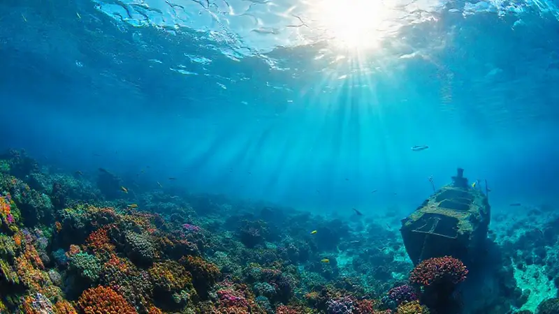 Fondo marino vibrante y lleno de vida