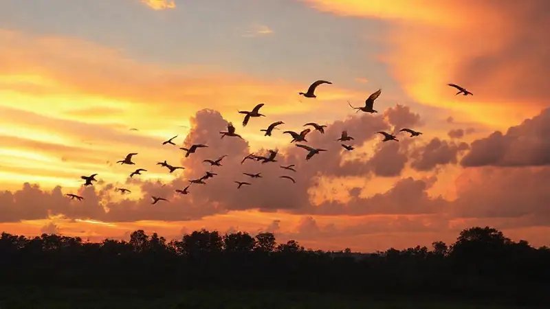 Aves migratorias vuelan en un atardecer