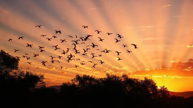 Aves migratorias vuelan en un hermoso atardecer
