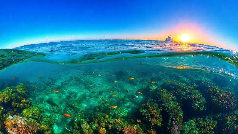 Oceano vibrante con vida marina y equilibrio