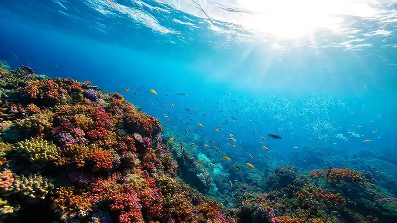 Arrecife coralino vibrante con vida marina diversa