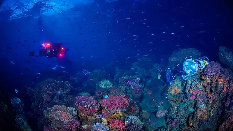 Exploración marina y colaboración científica en ecosistemas