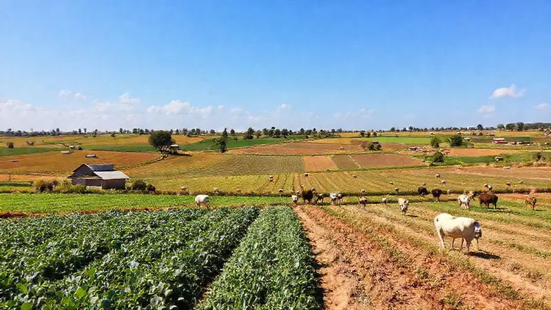Granja vibrante con cultivos y ganado sostenibles