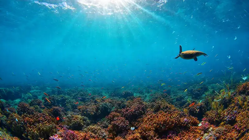 Arrecife coralino hermoso amenazado por plástico