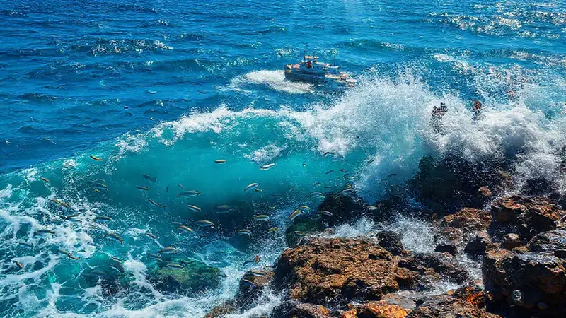 Olas vibrantes y vida marina en acción