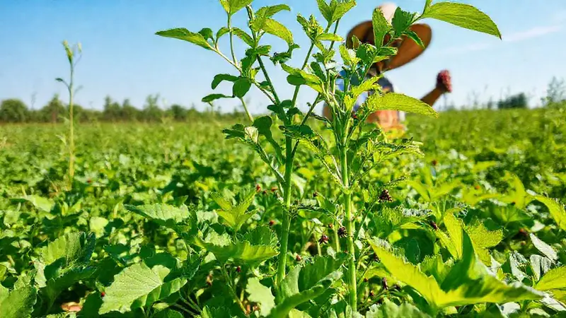 Agricultura sostenible con métodos de control innovadores