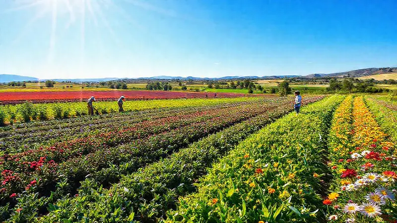Paisaje agrícola vibrante con innovación y diversidad