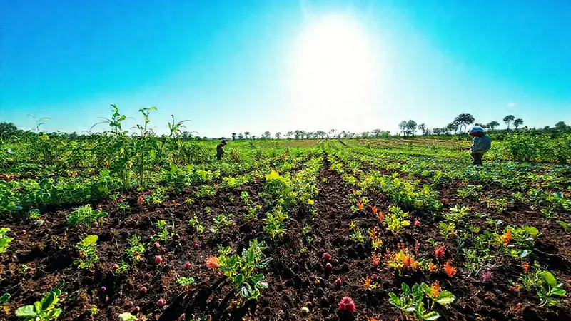 Campos agrícolas vibrantes con prácticas eco-amigables