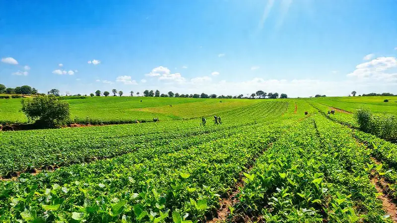 Campos verdes y sostenibles con vida armoniosa