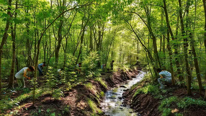 Bosque verde