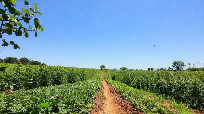 Agricultura sostenible en comunidades saludables y vibrantes