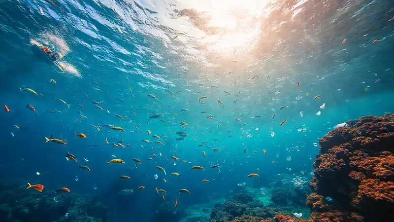 Oceano vibrante, vida marina y contaminación visible