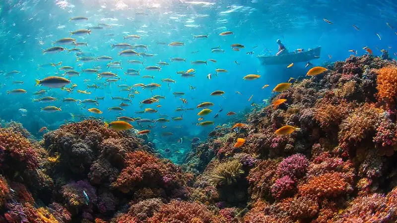 Ecosistema marino vibrante y frágil en equilibrio