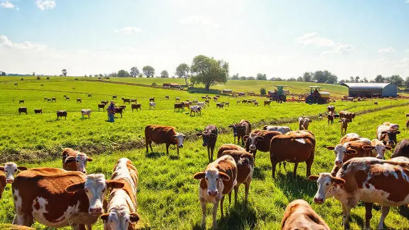 Granja vibrante, animales sanos y sostenibilidad